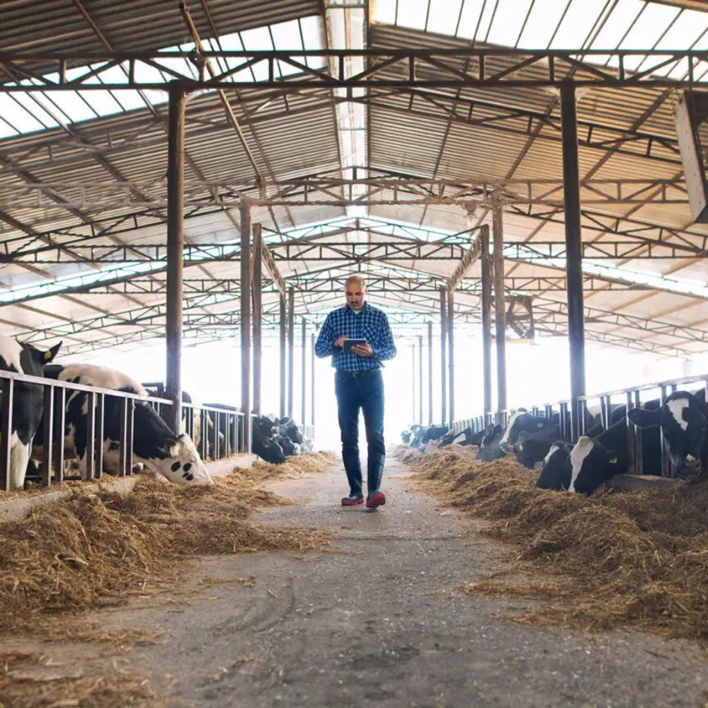 Roofing for Shed: Expert Tips for Cattle Shed Design